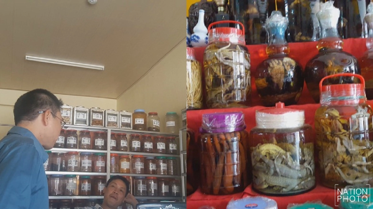 แกะรอยขบวนการค้า'เสือโคร่ง'เมนูเปิบพิสดาร'อินโดจีน' 