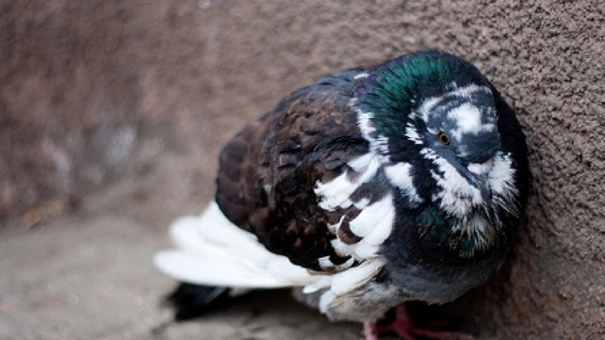  นกขึ้นรา!