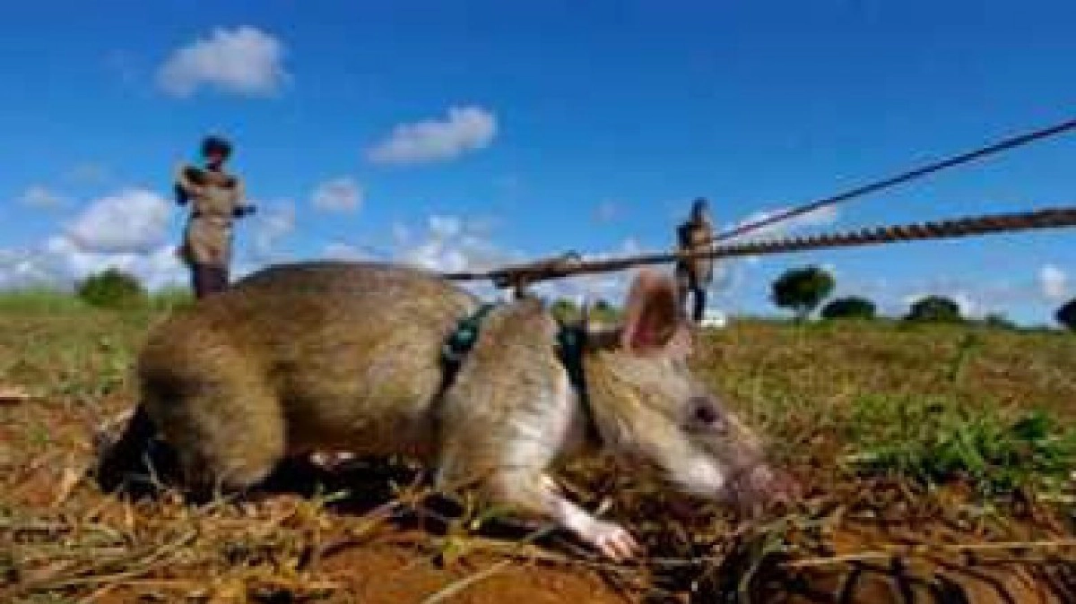 หนูซุปเปอร์ สนิฟเฟอร์ สุดยอดแห่ง“จมูก” 