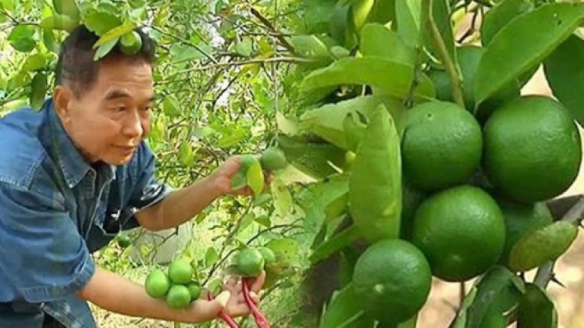 ปลูก"มะนาวกระถาง"กลางเมือง ทำกินง่ายๆสร้างรายได้เดือน4หมื่น!
