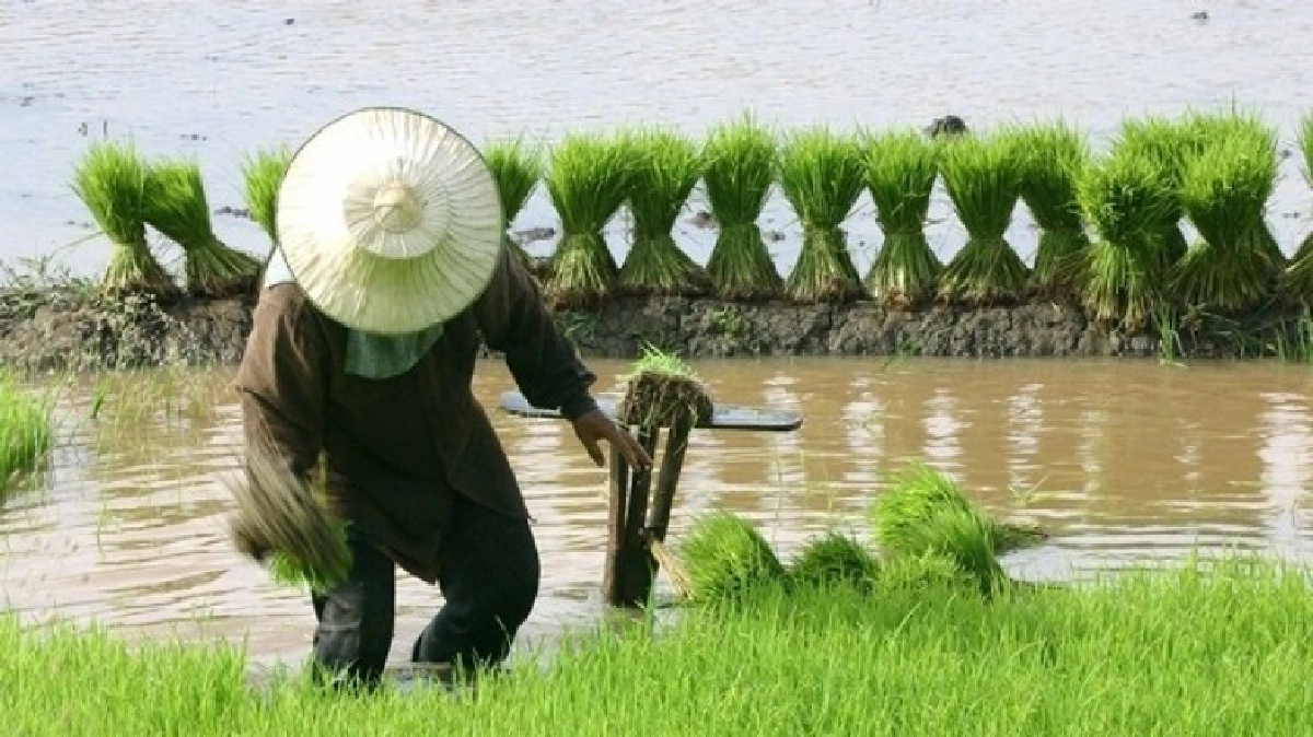 85%้ชี้ปุ๋ยเคมีเมล็ดพันธุ์ลดจริง! 53%เกษตรกรพอใจมาก 85%้ชี้ปุ๋ยเคมีเมล็ดพันธุ์ลดจริง! 53%เกษตรกรพอใจมาก