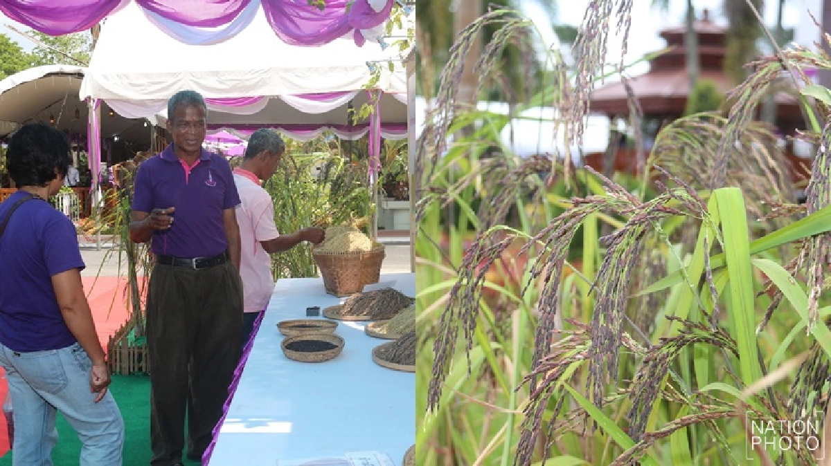 รังสรรค์ภูมิปัญญาบนหน้าแกะสนองพระราชดำริ 