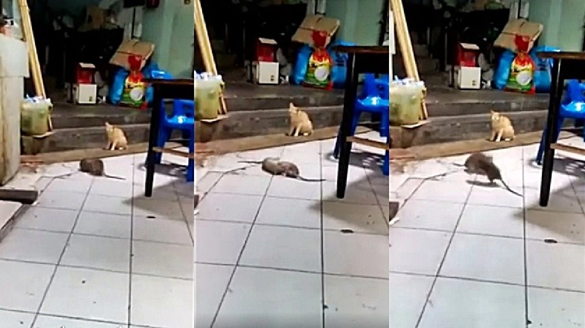 แมวเป็นกรรมการ! นั่งดูหนูกัดกัน (ชมคลิป) แมวเป็นกรรมการ! นั่งดูหนูกัดกัน (ชมคลิป)