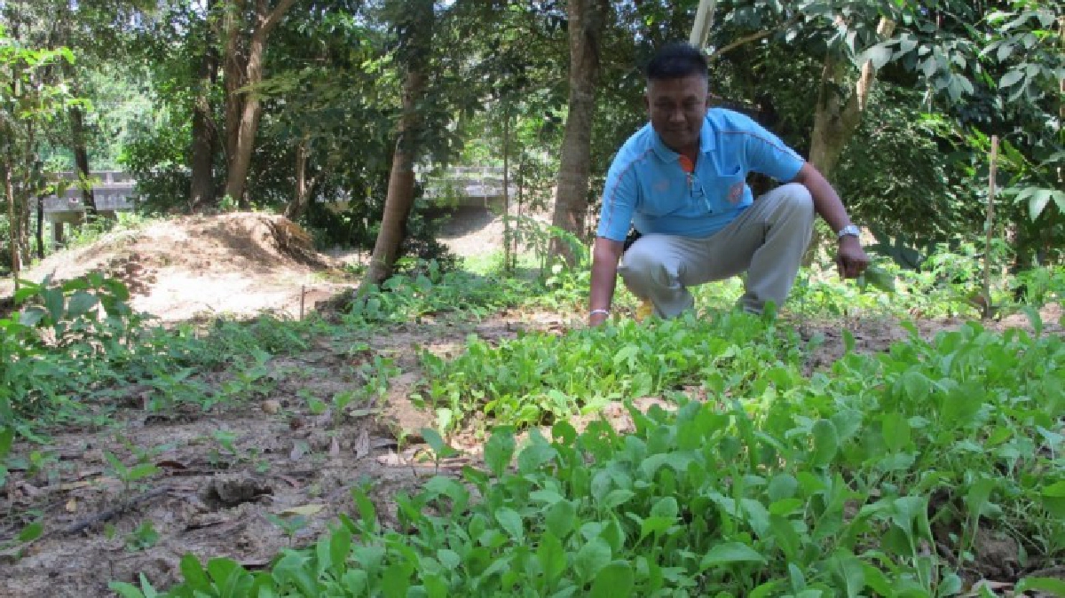 “บ้านม้าร้อง” ปลูกผักรักษ์สุขภาพลดรายจ่ายครัวเรือน