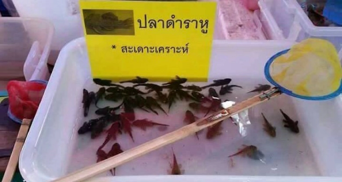นักวิชาการแนะควรมีกฏหมายคุม"ปลาซัคเกอร์"