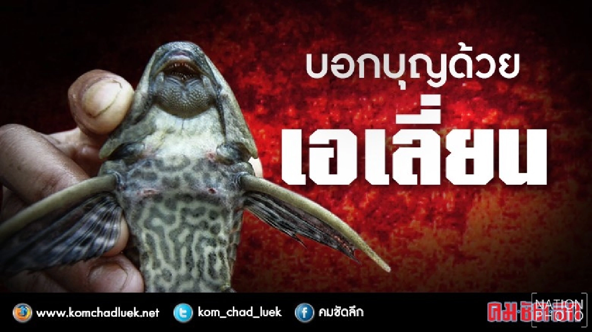 ทำบุญได้บาปปล่อยปลาราหูดำ‘เอเลี่ยน สปีชีส์’มหันตภัยระบบนิเวศ