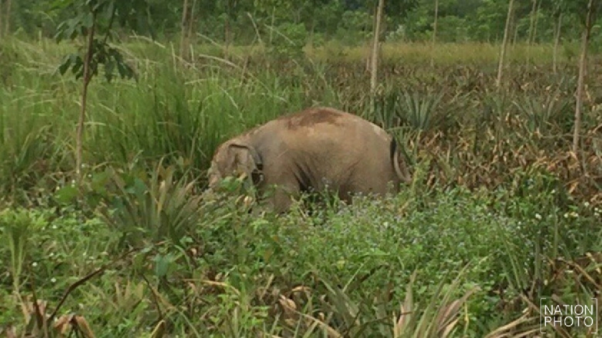 หนักใจ!ช้างป่าเดินบนถนนทางเข้าป่าละอูวางแนวแก้ หนักใจ!ช้างป่าเดินบนถนนทางเข้าป่าละอูวางแนวแก้