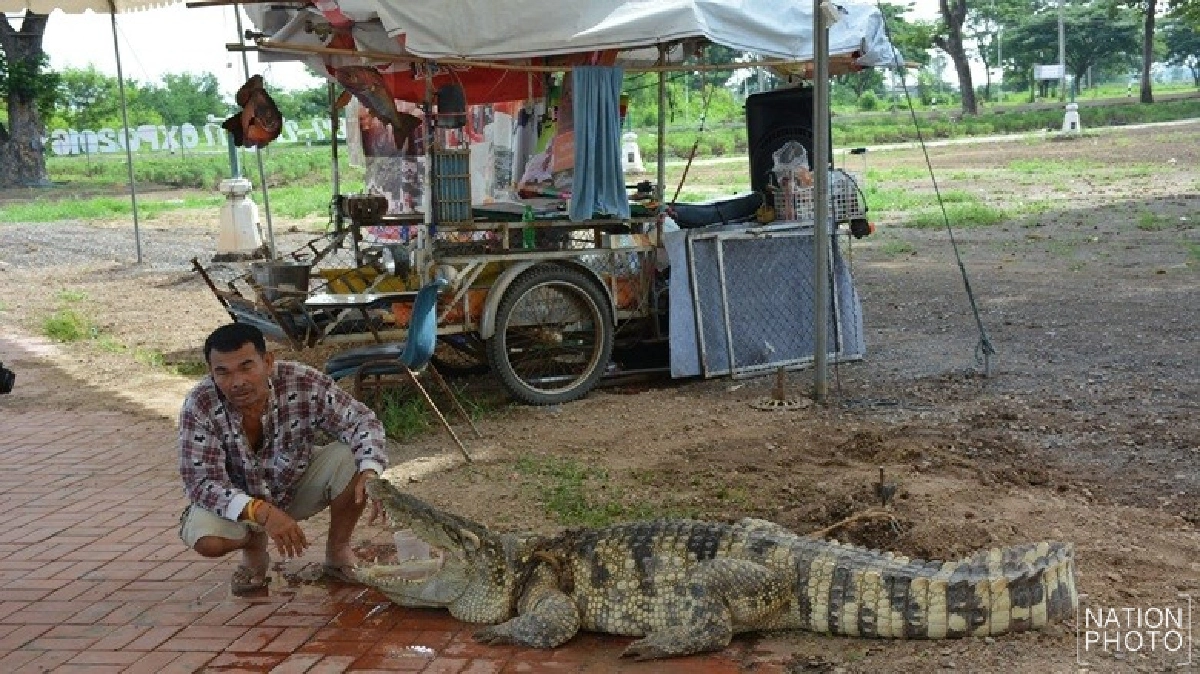 ฮือฮา!พบซาเล้งบรรทุกจระเข้ที่แท้‘เจ้าเข่ง’  