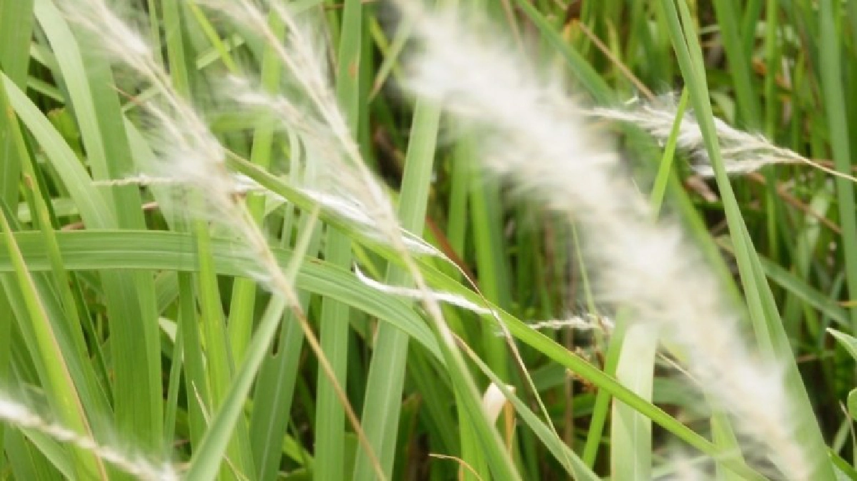  "หญ้าคา"วัชพืชยอดแย่! แก้ดีซ่าน-บำรุงไต!