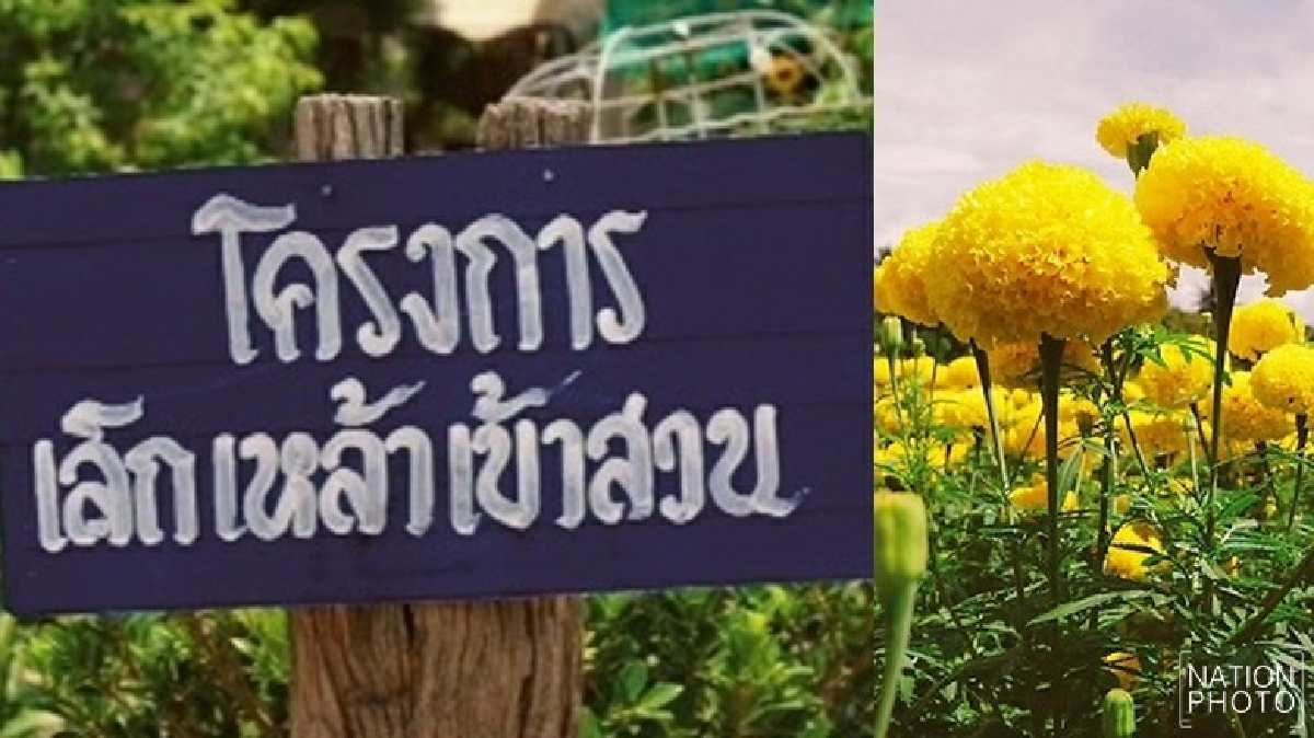 เลิกเหล้า เข้าสวน เลิกเหล้า เข้าสวน