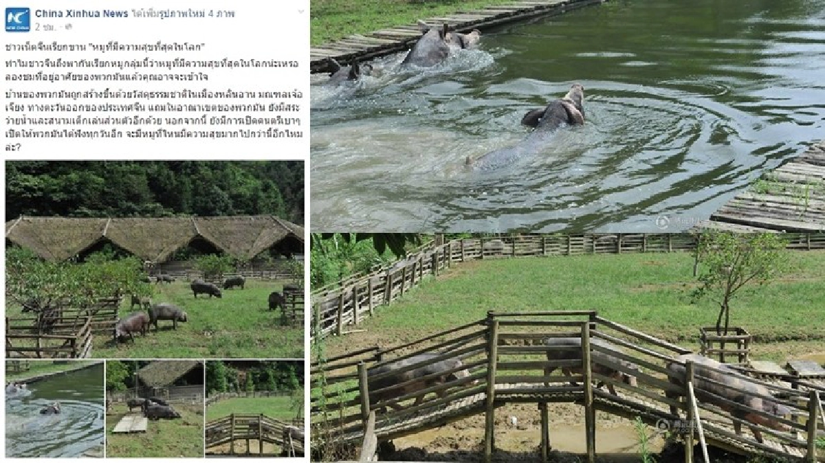 หมูที่มี ความสุข ที่สุดในโลก หมูที่มี ความสุข ที่สุดในโลก