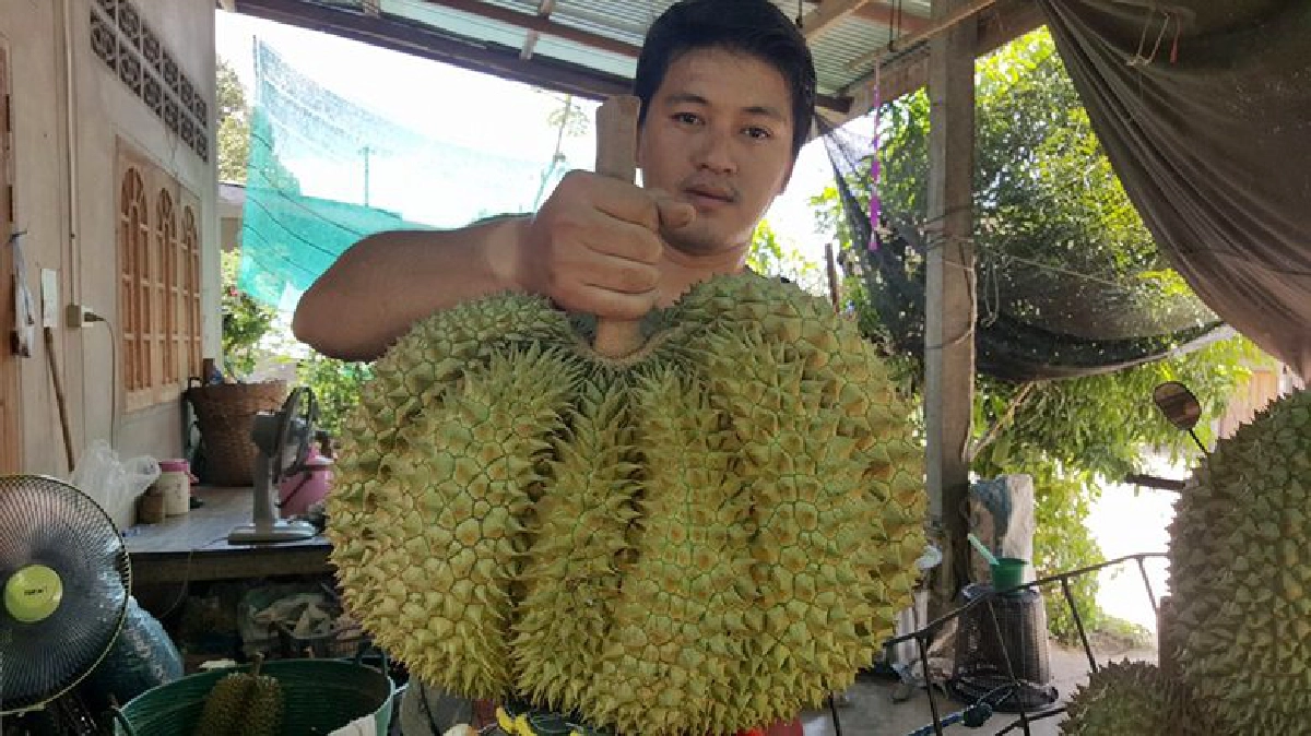 ฮือฮา!!“ทุเรียนลับแล”ออกผลคล้ายรูปหัวใจ ฮือฮา!!“ทุเรียนลับแล”ออกผลคล้ายรูปหัวใจ