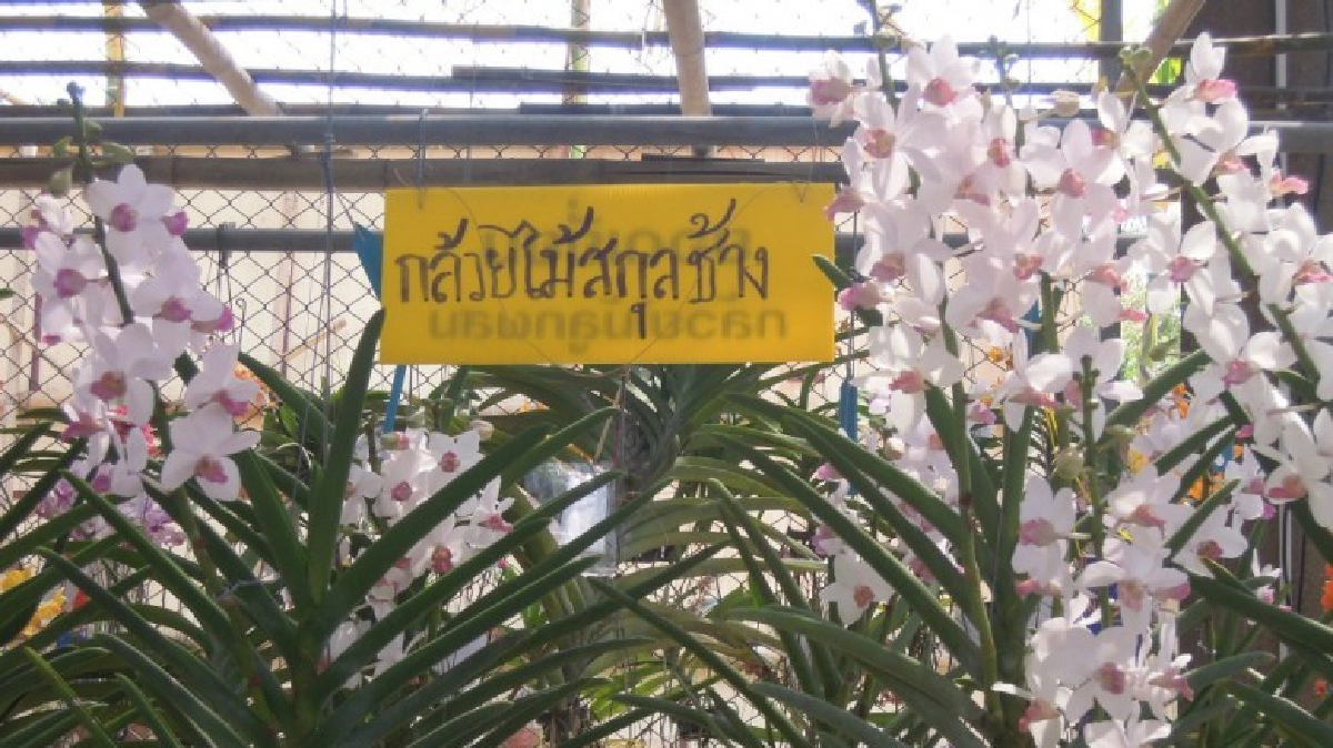 แรงบันดาลใจให้ฉันจับงานกล้วยไม้!