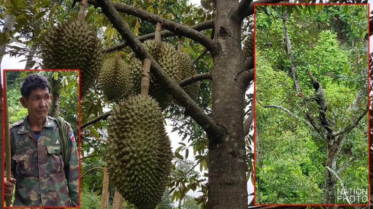 เฒ่า60ฟิตเปรี๊ยะมือเปล่าปีนตัด ทุเรียน เฒ่า60ฟิตเปรี๊ยะมือเปล่าปีนตัด ทุเรียน