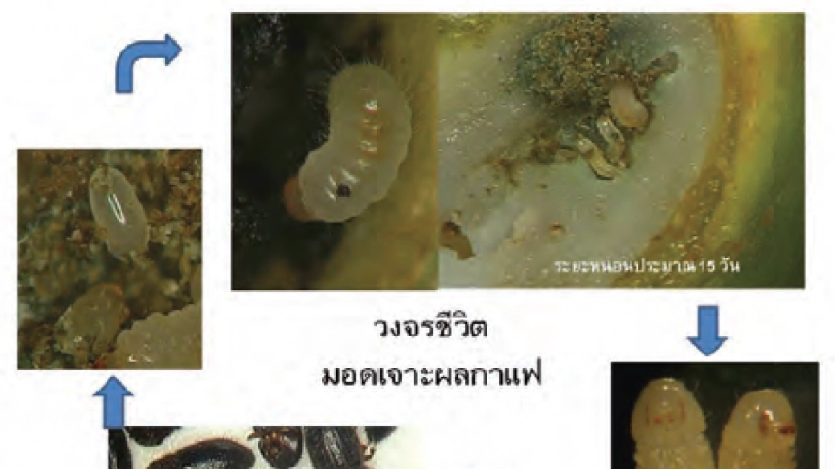 ศัตรูพืชรุม"แก้วมังกร-กาแฟอาราบิก้า"!! ศัตรูพืชรุม"แก้วมังกร-กาแฟอาราบิก้า"!!
