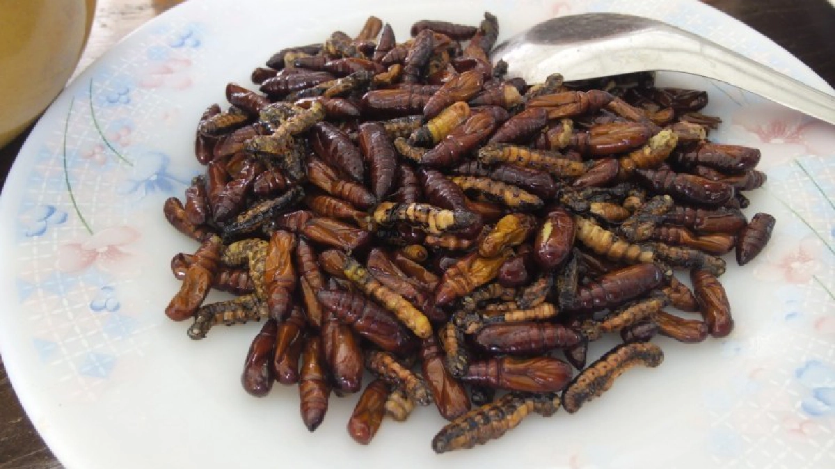 เก็บ"หนอนหลน"ขายโลละพัน! เดือนเดียวเงินสะพัดกว่า2ล้าน!