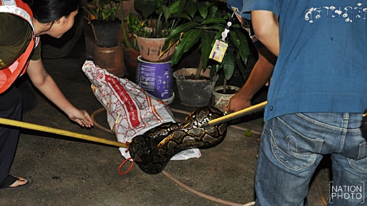 ผงะ!งูเหลือมยาว4เมตรเลื้อยเขมือบไก่ชาวบ้าน