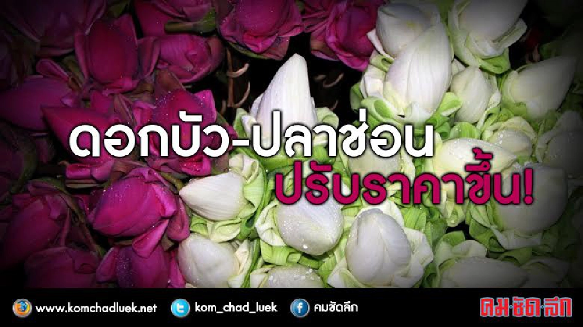 ดอกบัว-ปลาช่อน ปรับราคาชึ้น! ดอกบัว-ปลาช่อน ปรับราคาชึ้น!