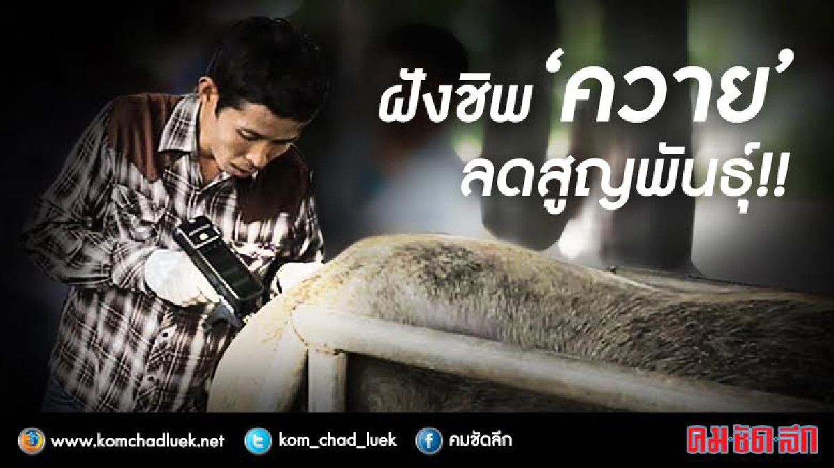 ปูพรม"ฝังชิพควาย"อนุรักษ์-ลดเสี่ยงสูญพันธุ์!! ปูพรม"ฝังชิพควาย"อนุรักษ์-ลดเสี่ยงสูญพันธุ์!!