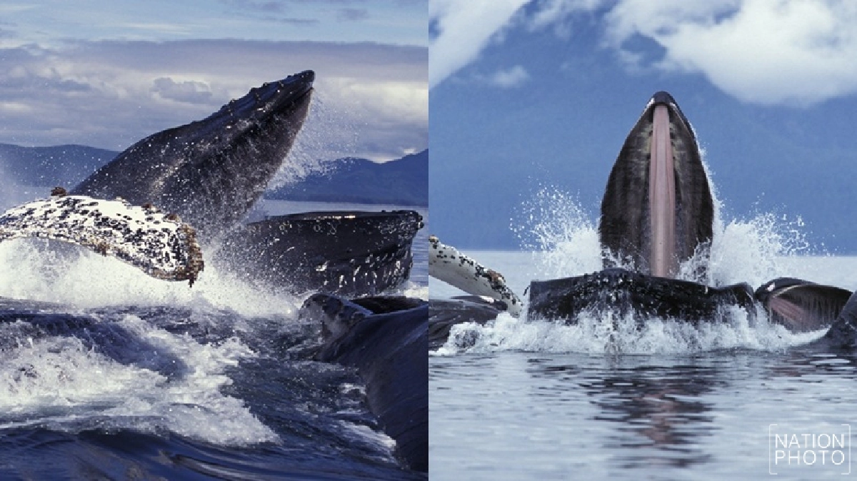 The Most Productive Seas on the Planet The Most Productive Seas on the Planet