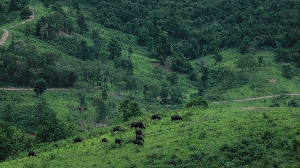 ชวนดู “ กระทิง” หน้าฝน เขาแผงม้า ชวนดู “ กระทิง” หน้าฝน เขาแผงม้า