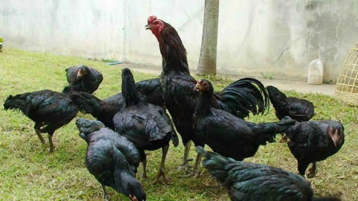 เลี้ยง"ไก่พื้นเมือง"ทุนน้อย ทนโรค ตลาดต้องการ!!