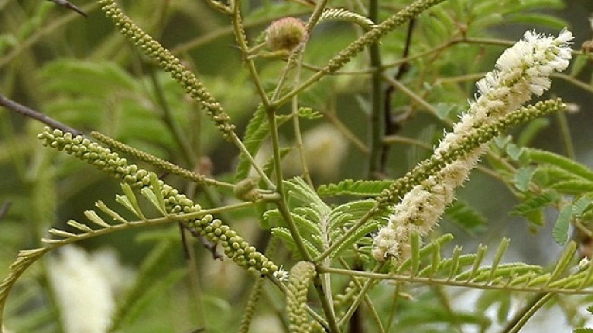 “สีเสียดแก่น”ยาสมานชั้นดี “สีเสียดแก่น”ยาสมานชั้นดี