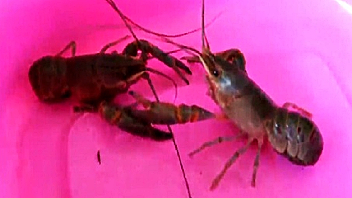 เลี้ยง‘กุ้งก้ามแดง’ปลดหนี้เกือบล้านใน10เดือน