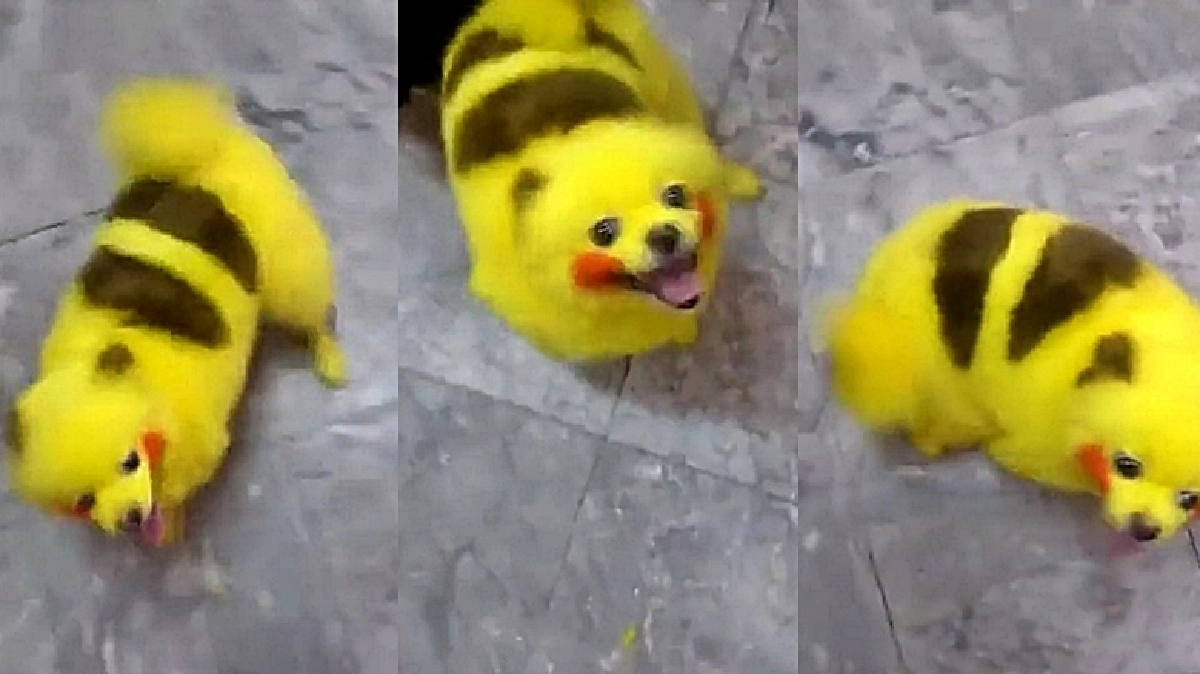 อินจัด!จับน้องหมาย้อมขนเป็นปิกาจู อินจัด!จับน้องหมาย้อมขนเป็นปิกาจู