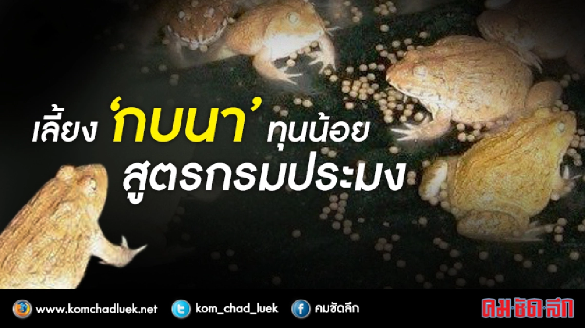 "เลี้ยงกบ(นา)"อาชีพทำเงิน ไม่ธรรมดา!! "เลี้ยงกบ(นา)"อาชีพทำเงิน ไม่ธรรมดา!!