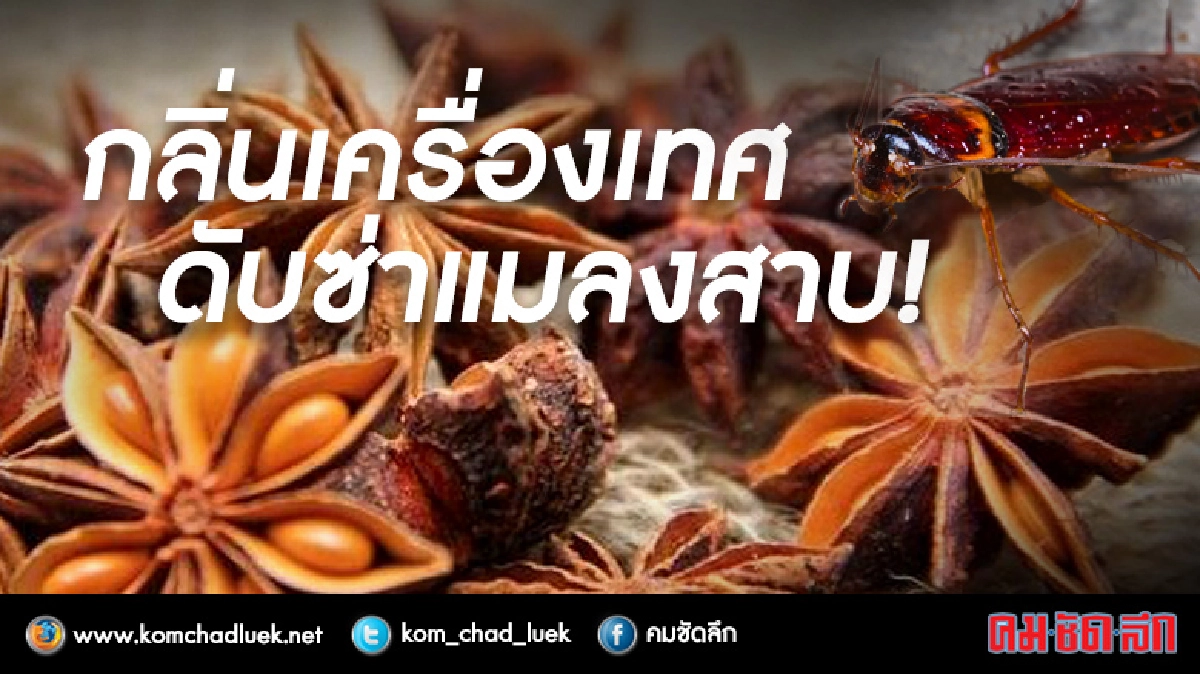 ปราบ"แมลงสาบ" ด้วยกลิ่น(ฉุน)เครื่องเทศ! ปราบ"แมลงสาบ" ด้วยกลิ่น(ฉุน)เครื่องเทศ!