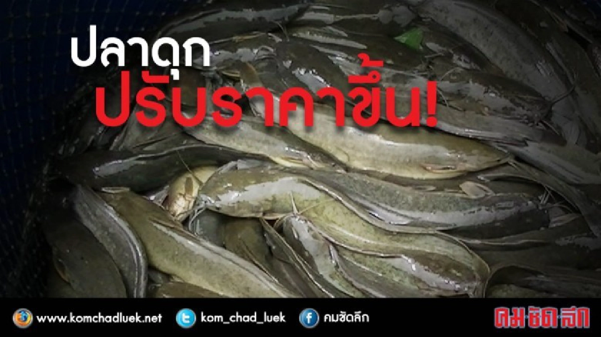 "ปลาดุก-ดอกรัก"ปรับราคาขึ้น! "ปลาดุก-ดอกรัก"ปรับราคาขึ้น!