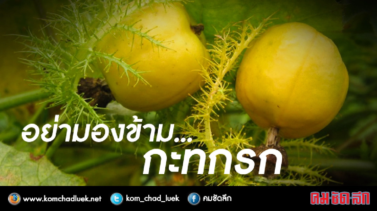 "กะทกรก"ลดความดัน-หน้าใสไร้สิว! "กะทกรก"ลดความดัน-หน้าใสไร้สิว!