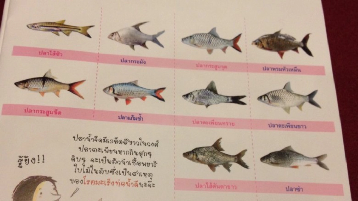 ปลาสุกดิบเป็นเหตุไทยป่วยมะเร็งตับ-มะเร็งท่อน้ำดีมากสุดในโลก ปลาสุกดิบเป็นเหตุไทยป่วยมะเร็งตับ-มะเร็งท่อน้ำดีมากสุดในโลก