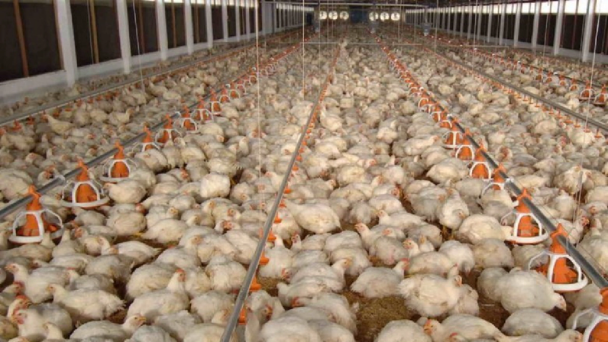 รัฐผนึกเอกชน พัฒนาไก่เนืื้อครบวงจร นำร่องเกษตรกรโคราช!