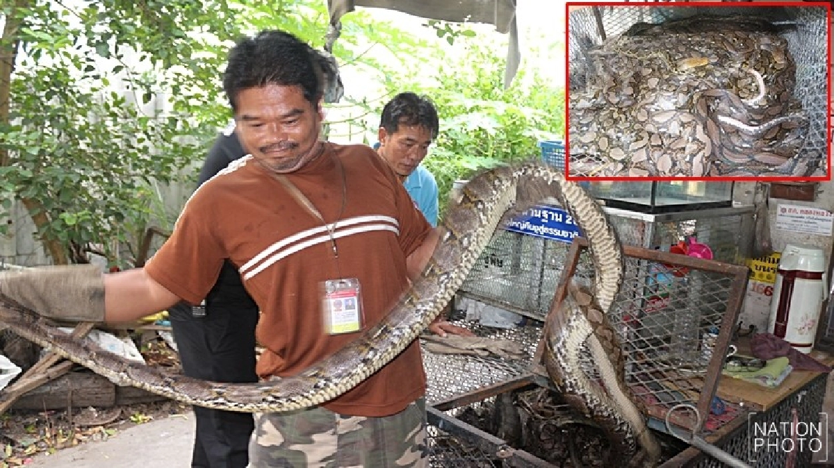ขนลุก! ปล่อยงู 23 ตัวคืนสู่ธรรมชาติ