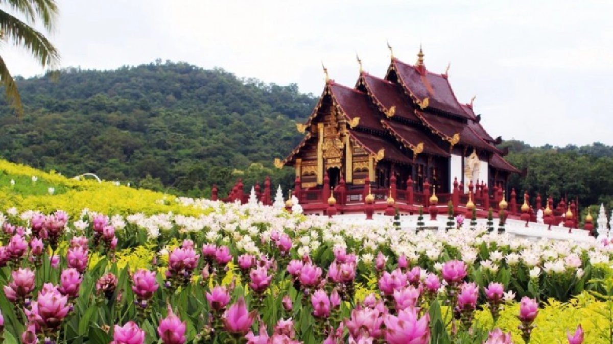 ขึ้นเหนือชมทุ่ง“ปทุมมา"บานสะพรั่ง ร่วมปลูกข้าวเทิด"วันแม่" ขึ้นเหนือชมทุ่ง“ปทุมมา"บานสะพรั่ง ร่วมปลูกข้าวเทิด"วันแม่"