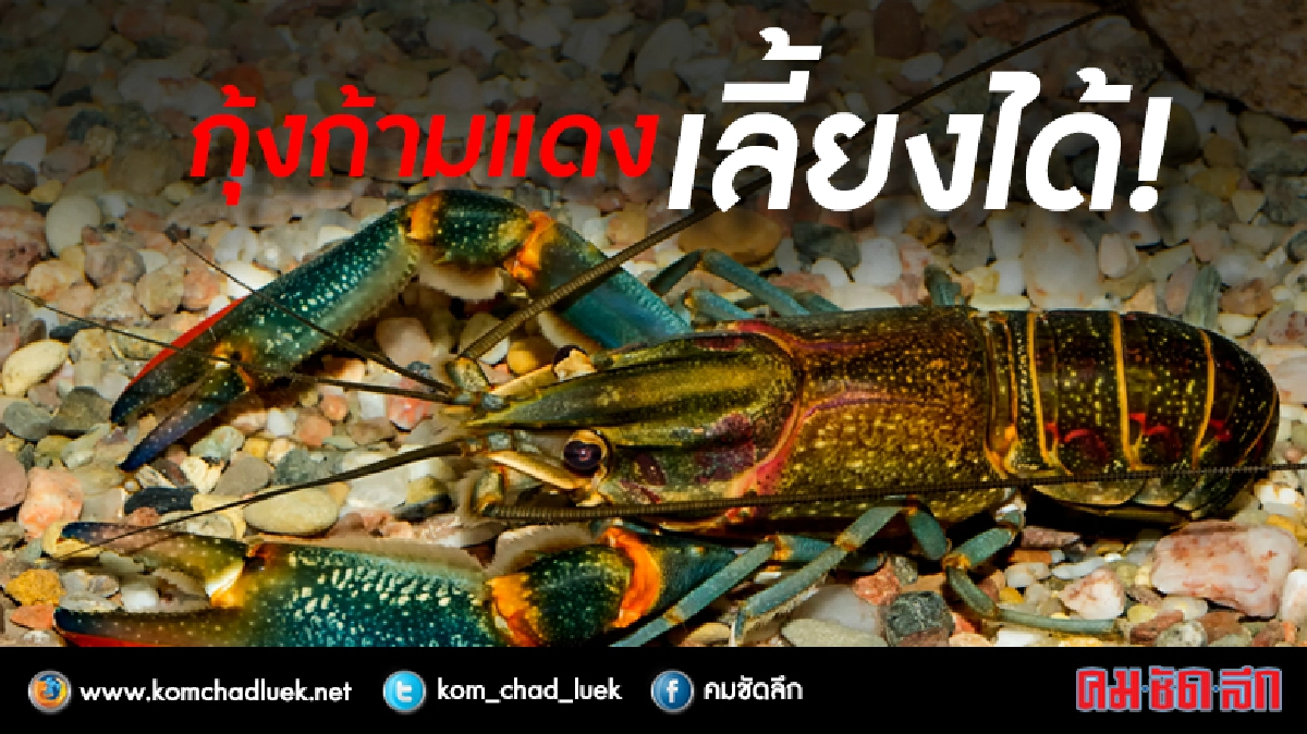 กุ้งก้ามแดงเลี้ยงได้! กุ้งก้ามแดงเลี้ยงได้!