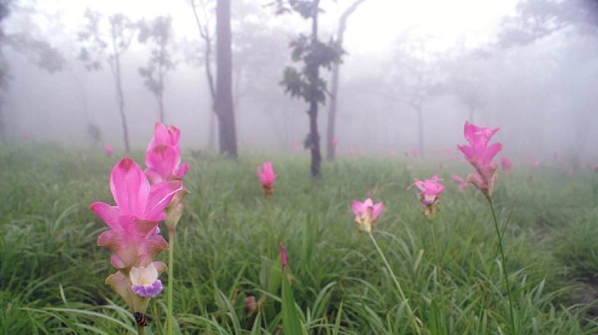 ป่าหินงาม กระเจียวบาน ชัยภูมิ