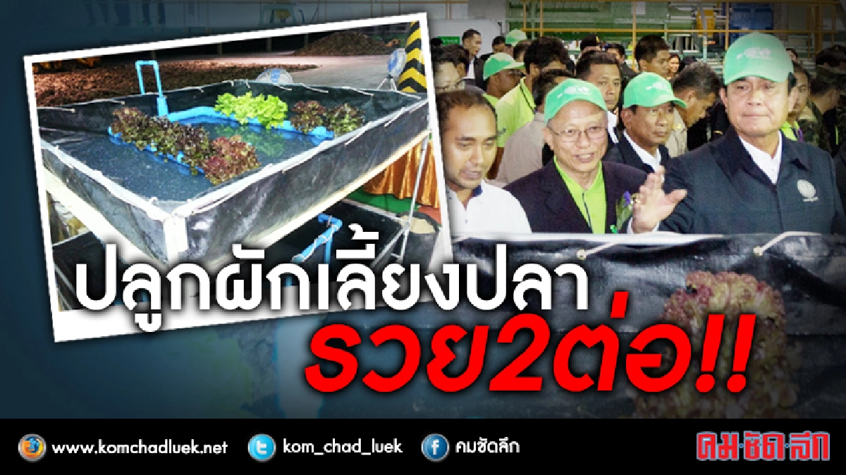 “เลี้ยงปลา-ปลูกผัก”รวยสองต่อ ในบ่อ“อะควาโพนิค”จากยางพารา “เลี้ยงปลา-ปลูกผัก”รวยสองต่อ ในบ่อ“อะควาโพนิค”จากยางพารา