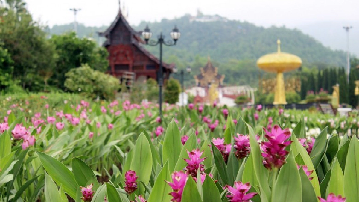 "ปทุมมา"บานสะพรั่ง ที่อุทยานราชพฤกษ์!!