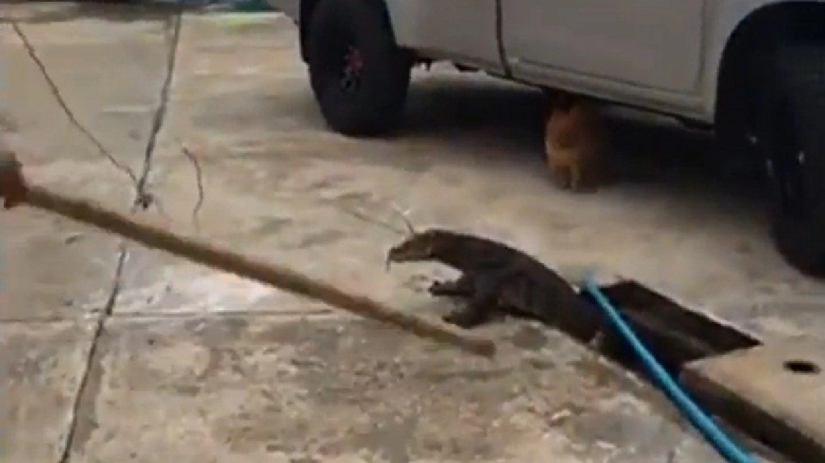 ตะลึง.."ตัวเงินตัวทอง" ยักษ์ยาว3เมตร ติดท่อระบายน้ำ ตะลึง.."ตัวเงินตัวทอง" ยักษ์ยาว3เมตร ติดท่อระบายน้ำ