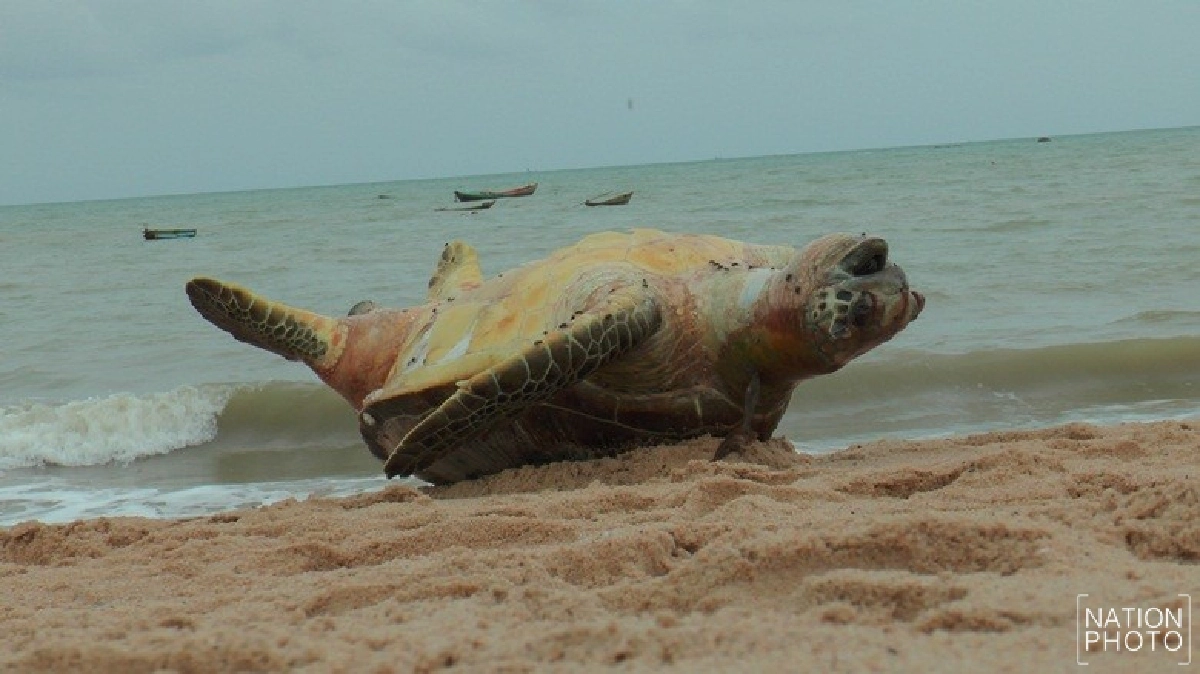 น่าสงสารเต่าตนุตายเกยหาดพยูนระยอง น่าสงสารเต่าตนุตายเกยหาดพยูนระยอง