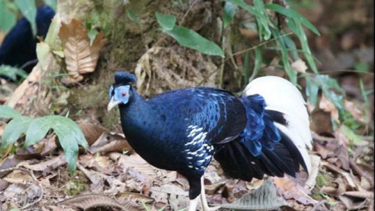 ชมความงาม"ไก่ฟ้าหน้าเขียว"ที่สวนสัตว์ดุสิต! ชมความงาม"ไก่ฟ้าหน้าเขียว"ที่สวนสัตว์ดุสิต!