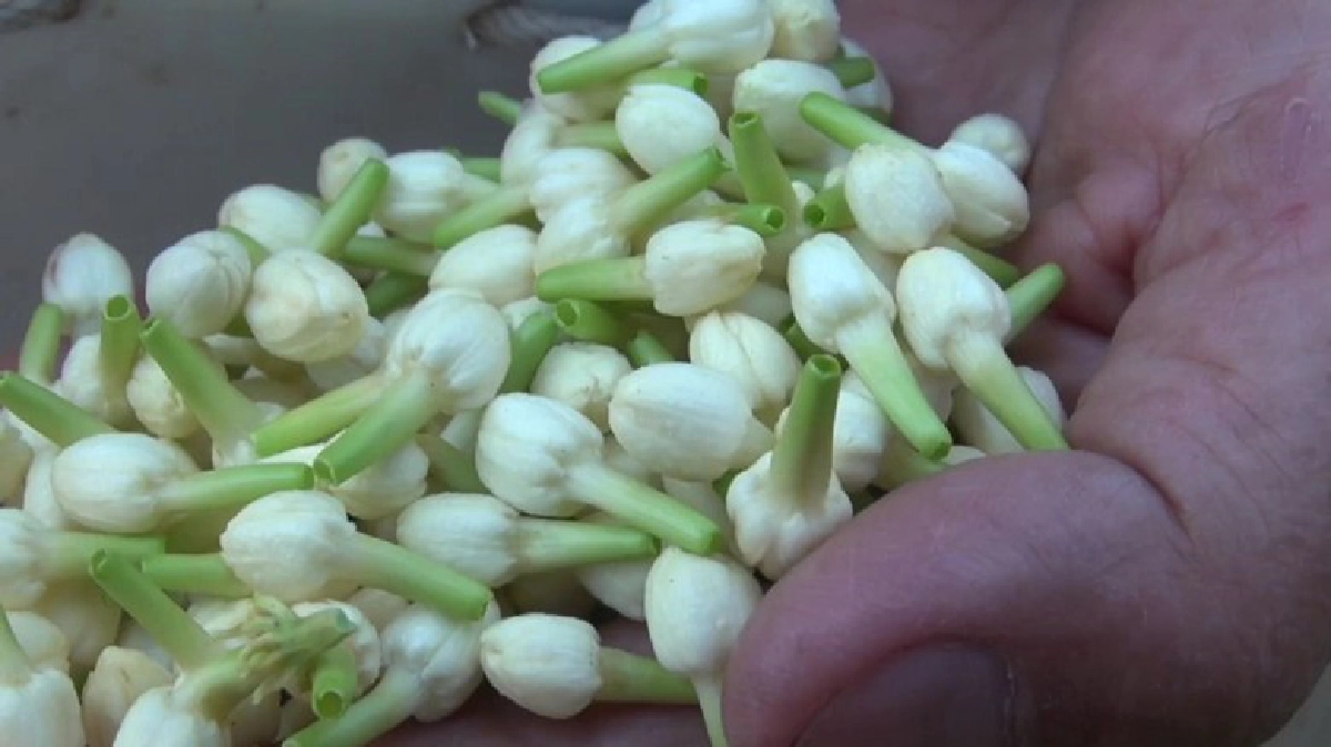 “ดอกมะลิ”ราคาพุ่งรับเทศกาล“วันแม่” 