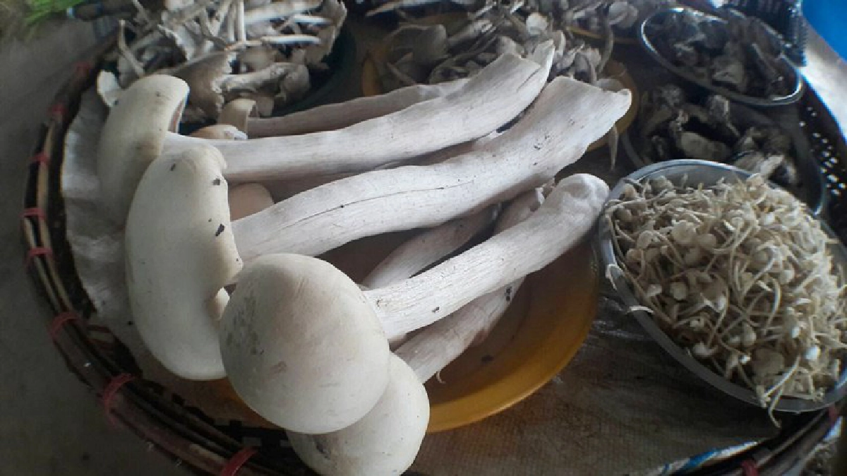 เก็บเห็ดขายรายได้งามหลังทำนา เก็บเห็ดขายรายได้งามหลังทำนา