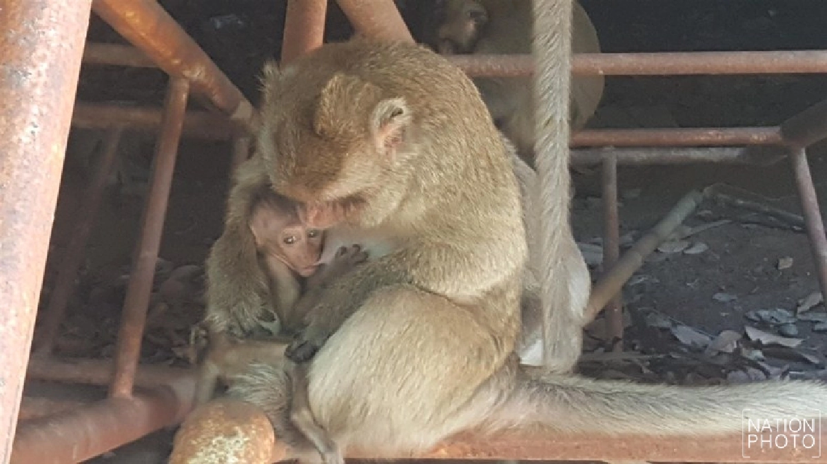 'ข้าวเม่า'ลิงกำพร้าอด'อาหาร-นม'วอนผู้ใจบุญช่วย