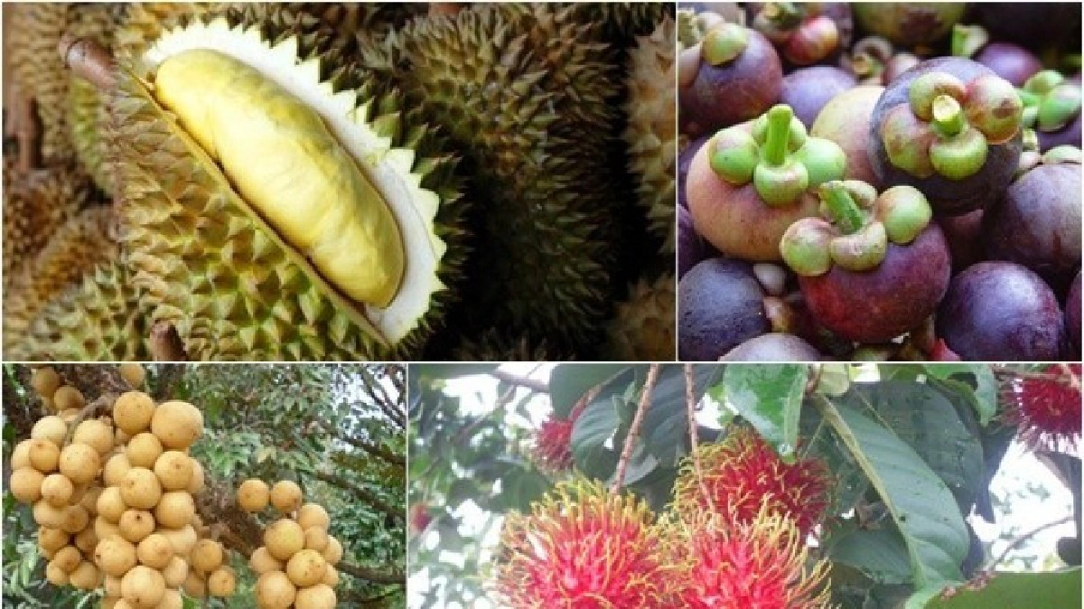4ผลไม้หลักแดนใต้ลดวูบ! เหตุภัยแล้ง-อากาศแปรปรวน 4ผลไม้หลักแดนใต้ลดวูบ! เหตุภัยแล้ง-อากาศแปรปรวน