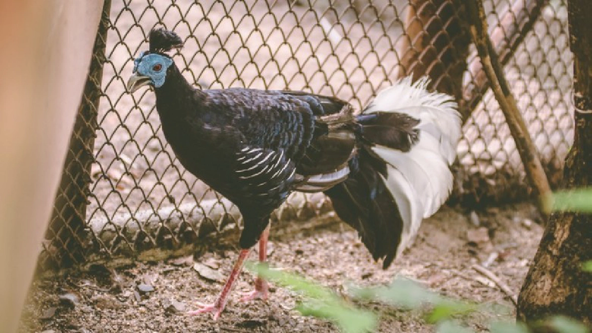 มองหา"ไก่ไฟ้าหน้าเขียว"ที่สวนสัตว์ดุสิต มองหา"ไก่ไฟ้าหน้าเขียว"ที่สวนสัตว์ดุสิต