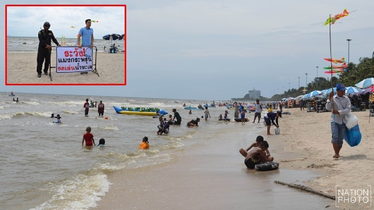 บางแสนคึกคักไม่หวั่นพิษ แมงกะพรุนหนัง